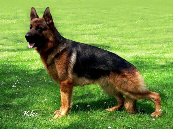 (VA) Xano von der kleinen Birke