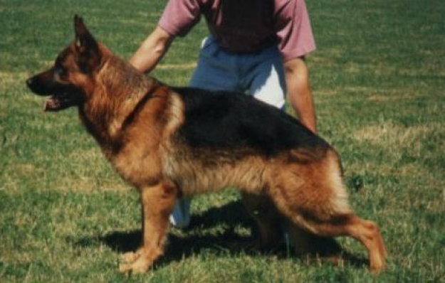 (VA) Axel von der kleinen Birke