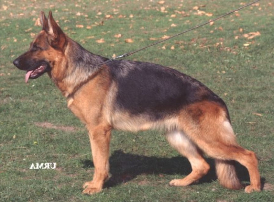 (VA) Cendy von der kleinen Birke