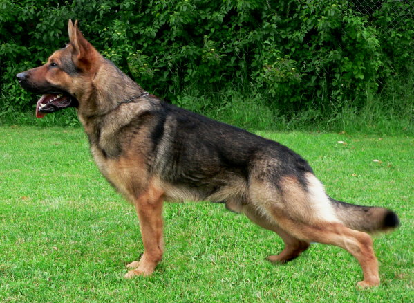 Zico von der kleinen Birke